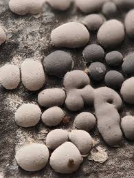 Attēlu rezultāti vaicājumam “Didymium difforme macro”