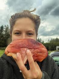 Attēlu rezultāti vaicājumam “Fistulina hepatica”