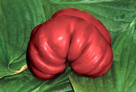 Afbeeldingsresultaat voor purple calabash tomato