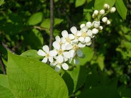 Attēlu rezultāti vaicājumam “Padus avium”