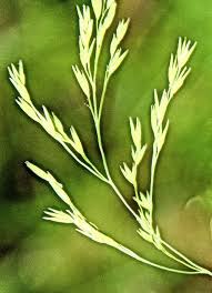 Attēlu rezultāti vaicājumam “Festuca altissima flower”