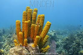 Attēlu rezultāti vaicājumam “Tubifera applanata”