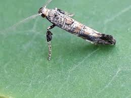 Attēlu rezultāti vaicājumam “Gracillaria syringella imago”