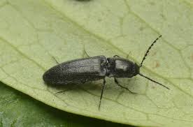 Attēlu rezultāti vaicājumam “Cidnopus aeruginosus”