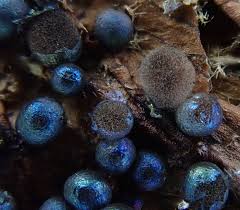 Attēlu rezultāti vaicājumam “Lamproderma pulchellum”