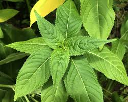 Attēlu rezultāti vaicājumam “Impatiens glandulifera leaf”