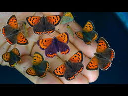 Attēlu rezultāti vaicājumam “Lycaena phlaeas male”