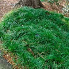 Attēlu rezultāti vaicājumam “Carex paupercula”