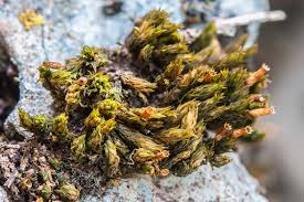 Attēlu rezultāti vaicājumam “Orthotrichum anomalum sporophyte”