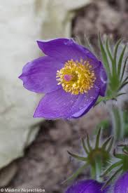 Attēlu rezultāti vaicājumam “Pulsatilla patens”