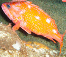 Image result for Sebastes