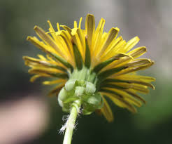 Attēlu rezultāti vaicājumam “Taraxacum officinale aggr.”