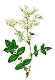 Attēlu rezultāti vaicājumam “Filipendula ulmaria  flower”