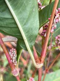 Attēlu rezultāti vaicājumam “Persicaria lapathifolia”