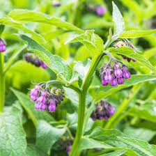Attēlu rezultāti vaicājumam “Symphytum officinale”