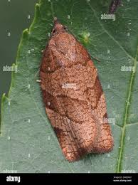 Attēlu rezultāti vaicājumam “Pandemis”