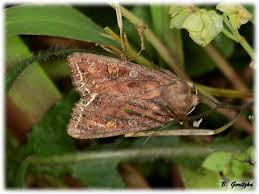 Attēlu rezultāti vaicājumam “Lacanobia oleracea”