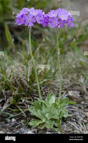 Attēlu rezultāti vaicājumam “Primula farinosa bud”