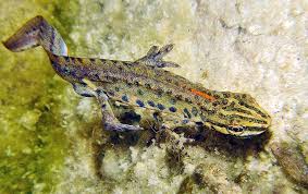 Attēlu rezultāti vaicājumam “Triturus vulgaris female”