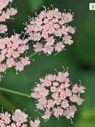 Attēlu rezultāti vaicājumam “Pimpinella major leaf”