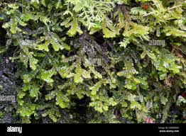 Attēlu rezultāti vaicājumam “Porella platyphylla macro”