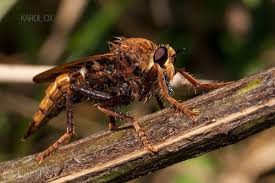 Attēlu rezultāti vaicājumam “Asilus crabroniformis”