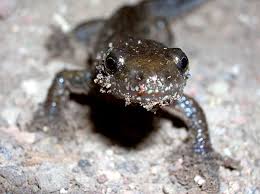 Attēlu rezultāti vaicājumam “Triturus cristatus”