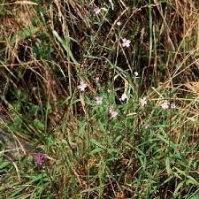 Attēlu rezultāti vaicājumam “Epilobium palustre flower”