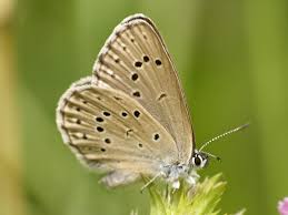 Attēlu rezultāti vaicājumam “Maculinea alcon”