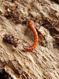 Attēlu rezultāti vaicājumam “Elateridae larva”