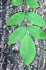 Attēlu rezultāti vaicājumam “Fraxinus pennsylvanica”