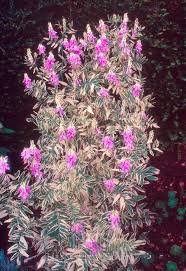 Attēlu rezultāti vaicājumam “Galega orientalis fruit”