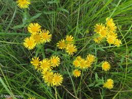 Attēlu rezultāti vaicājumam “Inula britannica”