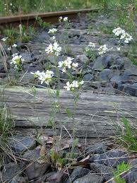 Attēlu rezultāti vaicājumam “Cardaminopsis arenosa”