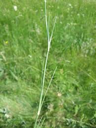 Attēlu rezultāti vaicājumam “Arenaria procera”