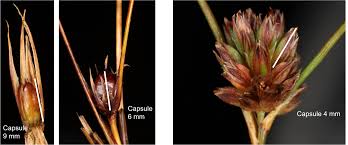 Attēlu rezultāti vaicājumam “Juncaceae”