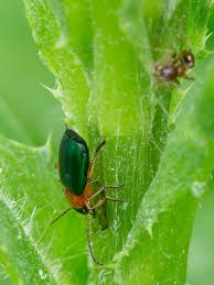 Attēlu rezultāti vaicājumam “Lebia chlorocephala”