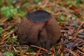 Attēlu rezultāti vaicājumam “Sarcosoma globosum”