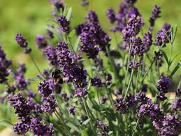 Image result for Lavendel