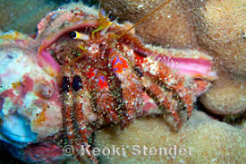 Attēlu rezultāti vaicājumam “Hemerobius perelegans”