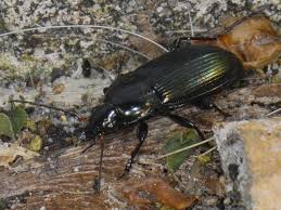 Attēlu rezultāti vaicājumam “Poecilus versicolor”