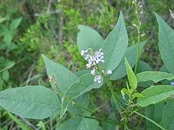 Attēlu rezultāti vaicājumam “Onobrychis arenaria leaf”