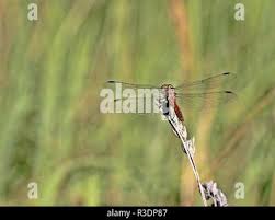 Attēlu rezultāti vaicājumam “Sympetrum vulgatum female”