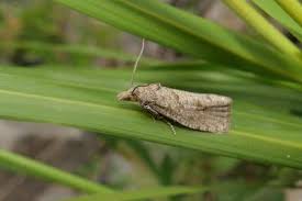 Attēlu rezultāti vaicājumam “Epiblema grandaevana”