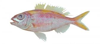 Image result for Aprion virescens