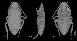 Attēlu rezultāti vaicājumam “Leiodidae”