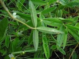Attēlu rezultāti vaicājumam “Trifolium alpestre leaf”