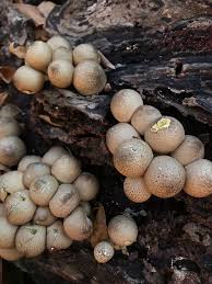 Attēlu rezultāti vaicājumam “Campylopus pyriformis sporophyte”
