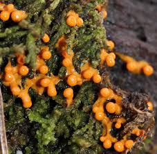 Attēlu rezultāti vaicājumam “Diderma tigrinum”