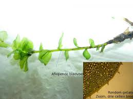 Attēlu rezultāti vaicājumam “Plagiomnium affine”